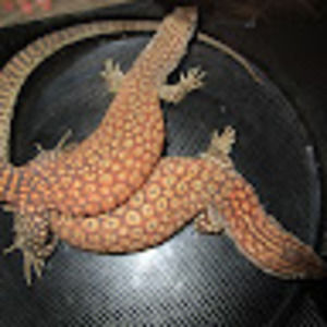 Meet your Posher, Norman